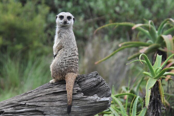 The Private Wildlife Tour - Why This Tour Is Worth It