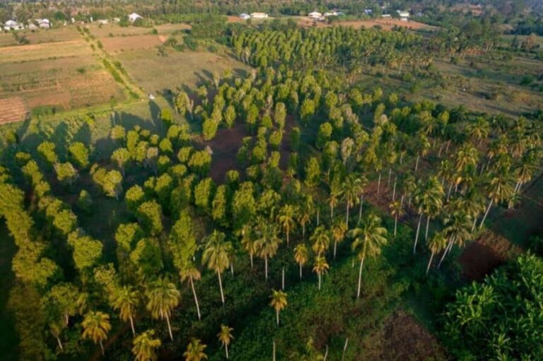 The spice farm and The city tour stone town - Practicalities and Tips