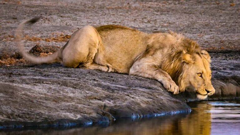 The Ultimate 7 Days : Discover Tsavo, Amboseli & Masai Mara - What to Expect from the Itinerary