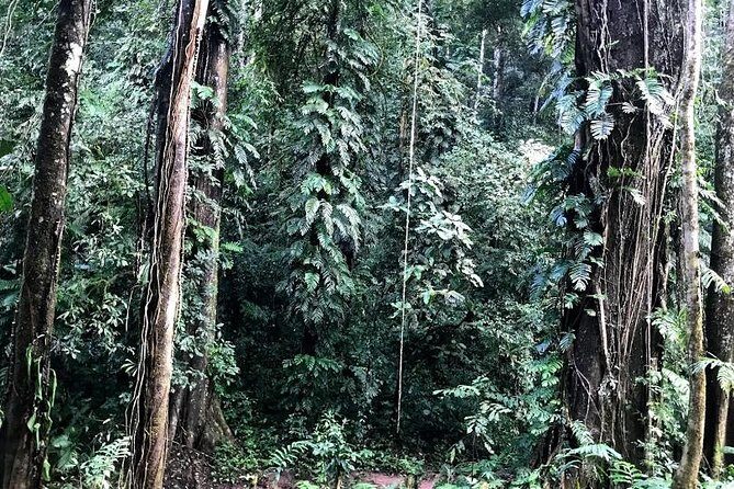 The Ultimate Hikers Choice - 5 days forest trek with homestay and camping - What Makes This Tour Stand Out