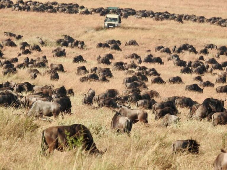 The Ultimate Tanzania Luxury Safari (All Inclusive Tour) - A Closer Look at the Itinerary and Experience
