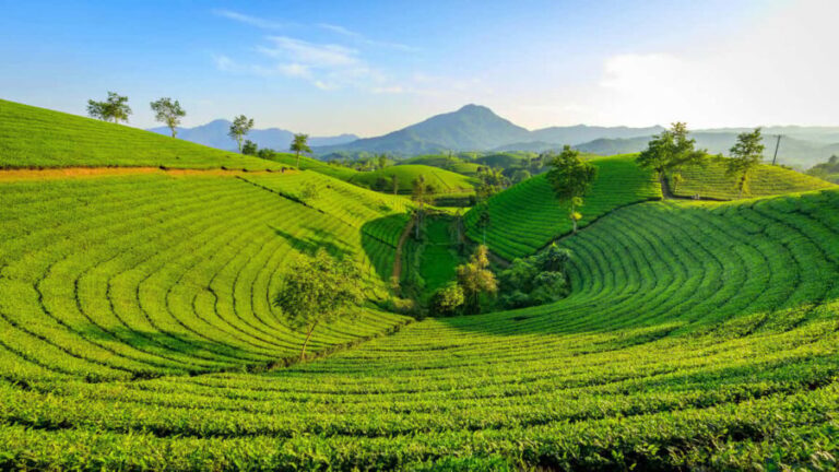 Thekkady: Vagamon Hill Station Day Trip with Breakfast - The Off-Road Jeep Adventure