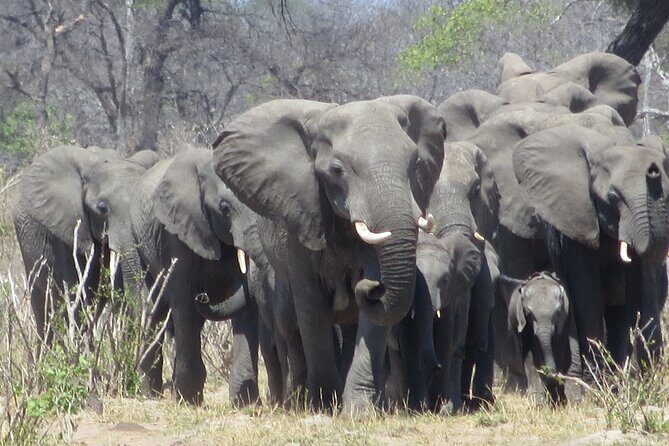 Things To Do in Victoria Falls - Practical Considerations and Value