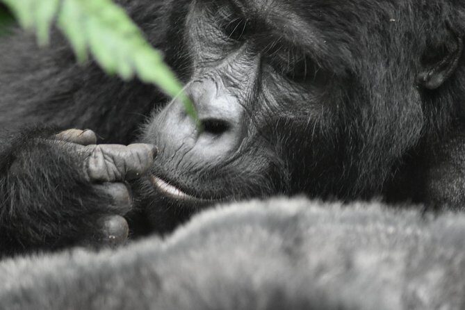 Three Days Gorilla Safaris In Uganda - A Close Look at the Itinerary