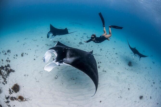 Three Islands Snorkeling (3 Spots) Manta Rays - From Lembongan - Real Experiences from Travelers