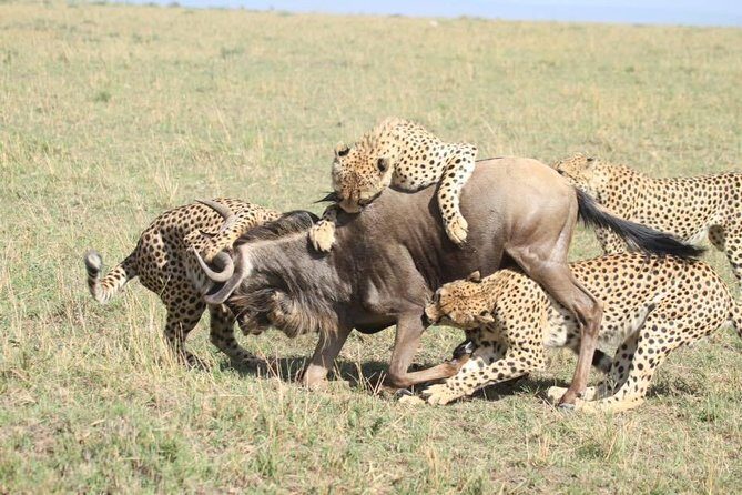 Thrilling 6 Days Amboseli-Lake Nakuru-Maasai Mara Budget Safari - Final Thoughts