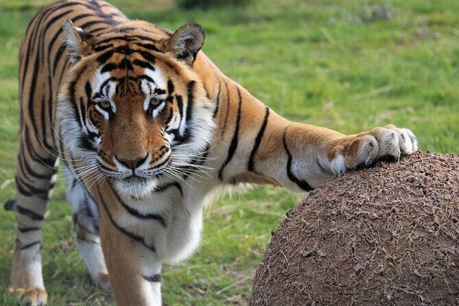 Tiger Valley Tour - Who Should Consider This Tour?