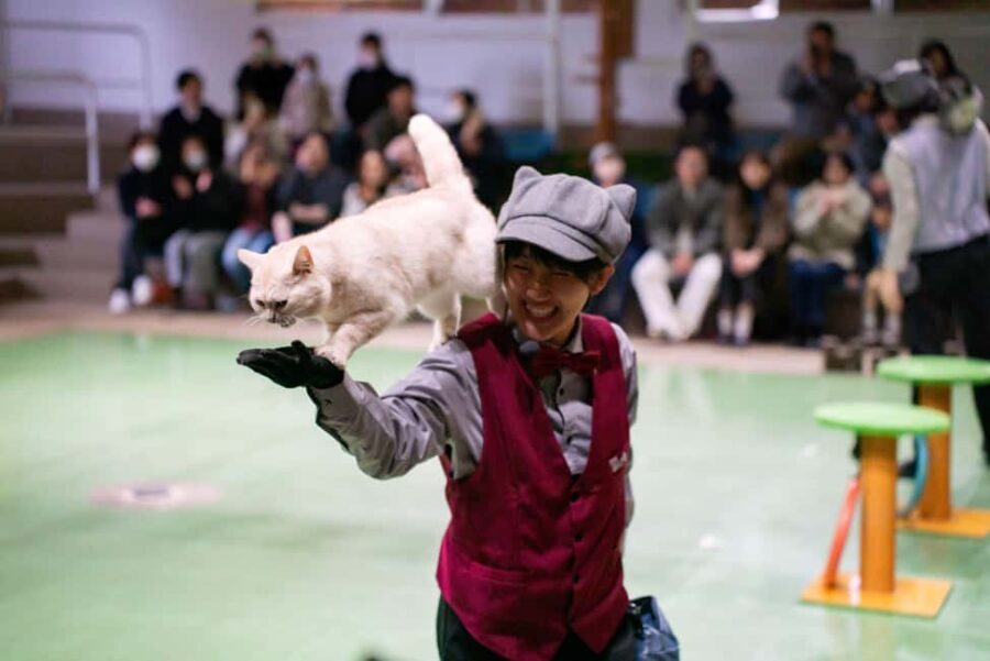 Tochigi: Nasu Animal Kingdom Entry Ticket - Ticketing and Cost-Effectiveness
