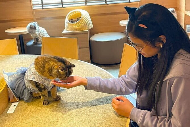 Tokyo Gotokuji Cat temple, Shinjuku Cat cafe and 3D Cat tour - Final Thoughts