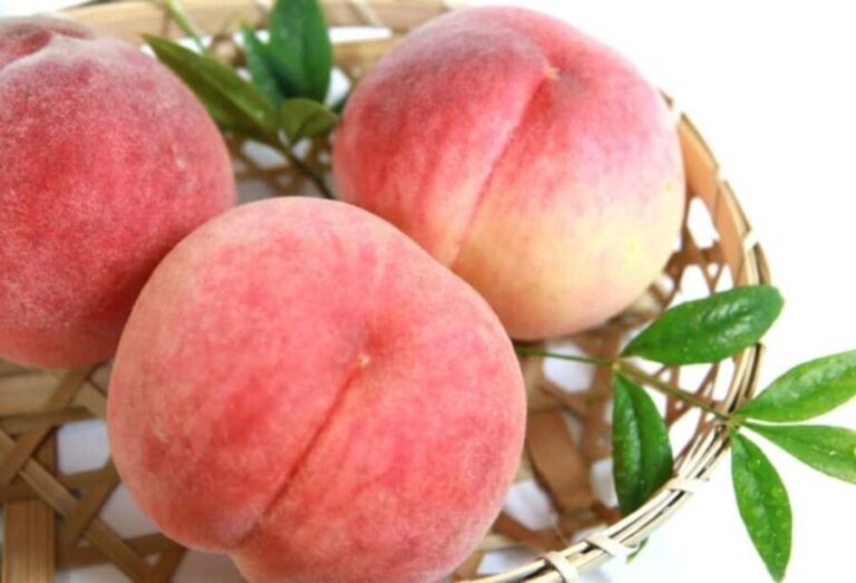 Tokyo: Gunma Scenic Day Trip with Fruit Picking, Crab Lunch - Who Will Enjoy This Tour?