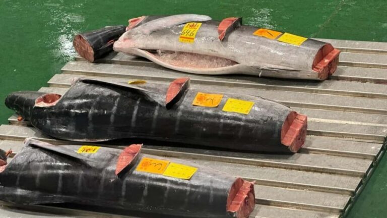 Tokyo: Toyosu Tuna Auction &Tsukiji Market Gourmet Adventure - The Itinerary in Detail