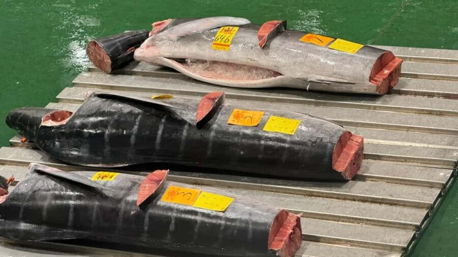 Tokyo: Toyosu Tuna Auction &Tsukiji Market Gourmet Adventure - The Itinerary in Detail
