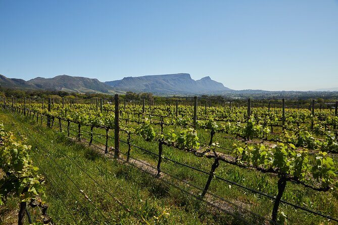 Top 3 Cape Town Wineries Half Day Private Tour - Final Thoughts