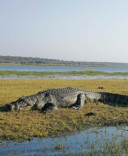 Tour Operator, River Cruises and Safari drives in the Chobe - Practical Details and Considerations