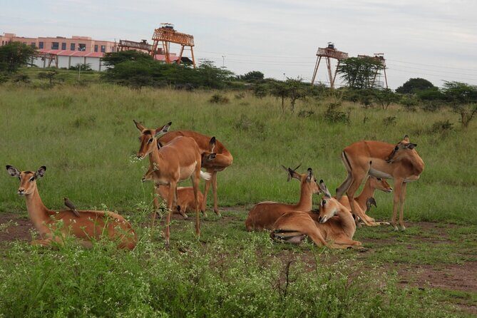 Tour Safari; Nairobi National Park - Final Thoughts: The Value and Experience