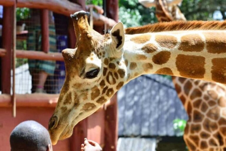 Tour to Giraffe Center from Nairobi - Practical Details and Tips