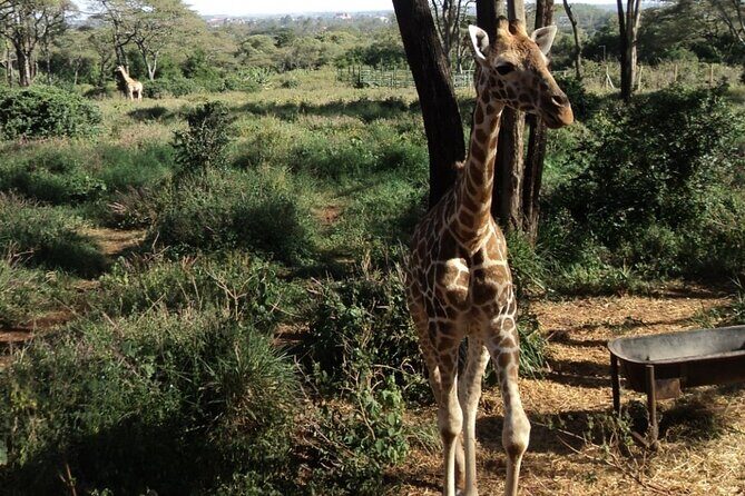 Tour to Giraffe Center from Nairobi - The Sum Up