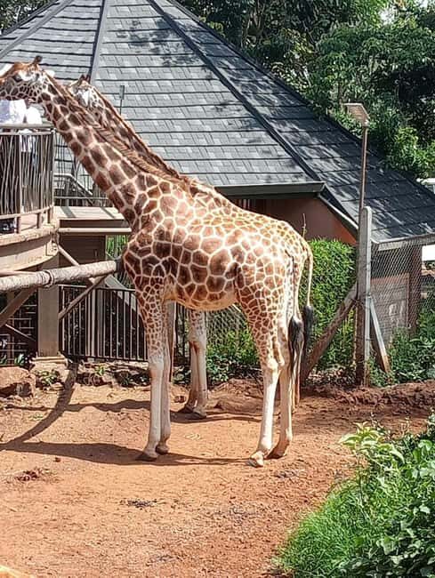 TOUR TO KAREN BLIXEN, GIRAFFE CENTRE & LUNCH AT CARNIVORE - Practical Details and Tips