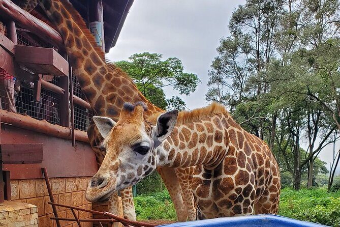 Tour to the Nairobi Giraffe Centre & Optional Elephant Orphanage - Key Points
