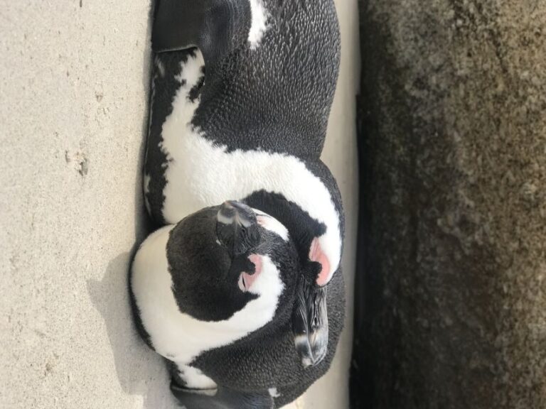 Tours from Cape Town: Penguins & Cape of Good Hope Tours - What to Expect on the Ground