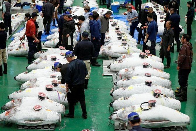 Toyosu Market Morning Tuna Auction and Tsukiji Food Tour with Licensed Guide - FAQ: Practical Questions About the Toyosu & Tsukiji Market Tour