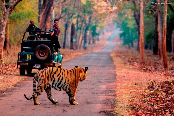 Transfer to Sawai madhopur Hotel from Jaipur accommodation - Why Choose This Transfer Service?