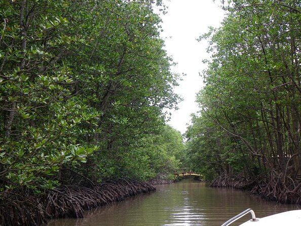Trek Can Gio Mangrove, Monkey Island with Croc Farm & Cano Option - An In-Depth Look at the Tour Experience