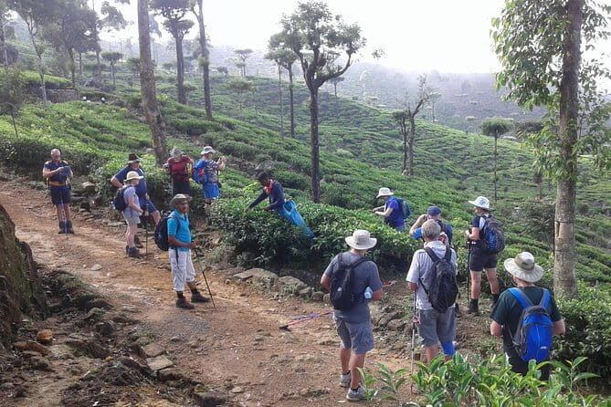 Trekking & Picnic in The Tea Plantation From Ella, Haputale & Bandarawela - What the Reviews Say