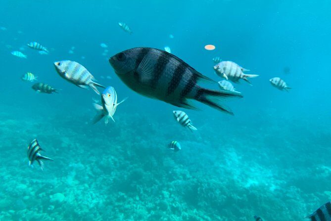 Trip on a glass bottom boat from Hurghada - The Marine Life and Scenic Views