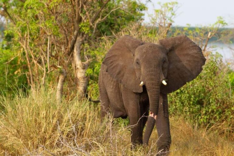trips to Murchison falls gorillas/jinja /Serengeti /massia - Who Should Consider This Tour?