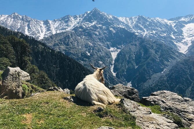 Triund Trek with Manu Adventures India - Practical Tips for Your Trip