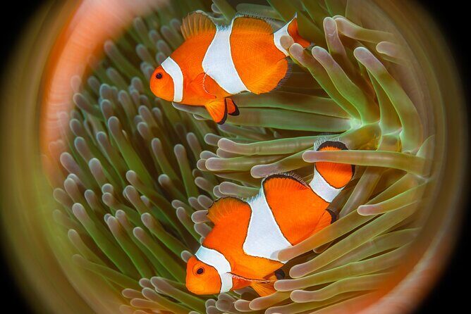 Try Dive Program in the Biorock Pemuteran - The Value of the Experience