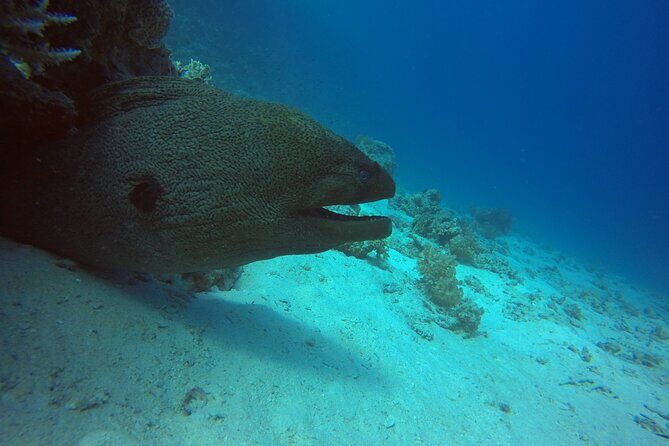 Try Scuba Diving Experience for Beginners in Hurghada - Why Travelers Love This Experience