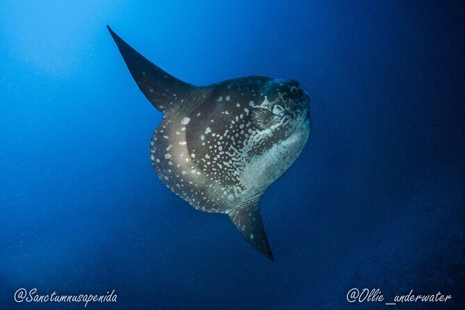 Try Scuba Diving for Beginners with manta rays (Non - Certified) - What Travelers Should Consider Before Booking
