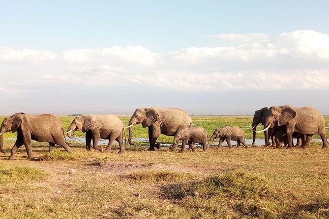 Tsavo And Amboseli National Park 3 days safari - Key Points