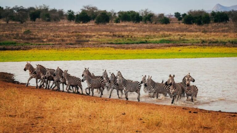 Tsavo East: 2 days of safari + visit to an orphanage - Accommodation and Comfort