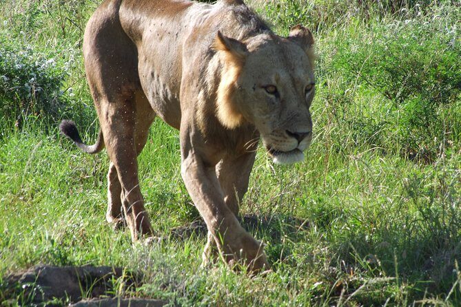 Tsavo East Amboseli and Tsavo West Safari 4 Days starting Malindi - Who Should Consider This Tour?
