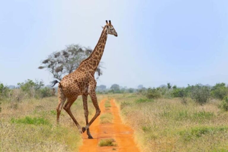 Tsavo East and Tsavo West Sanctuary Safari - What Makes This Tour Stand Out?