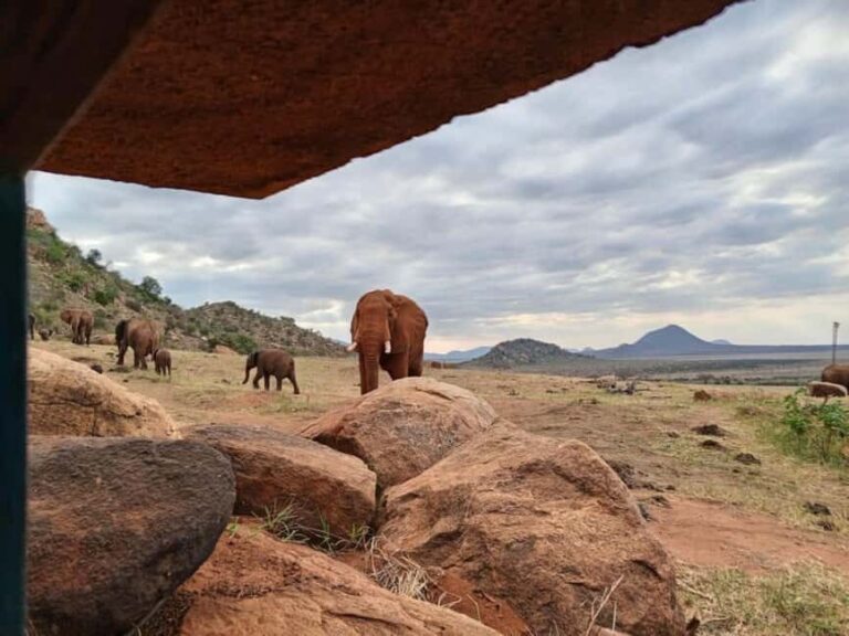 Tsavo East from Mombasa /Port/Diani- Small Group - Wildlife Viewing: Elephants and Lions