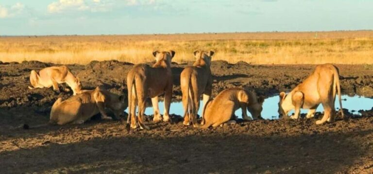 Tsavo East National Park : 2 Day Tour From Mombasa - What You Can Expect in Terms of Value