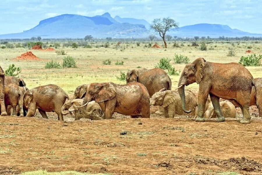 Tsavo East National Park: 3-Day Safari with Accommodation - Who This Safari Is Best For