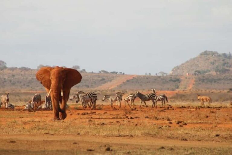 Tsavo East National Park Day Tour From Mombasa - Entering Tsavo East: First Game Drive