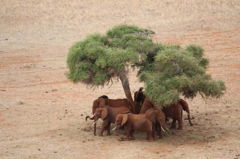 Tsavo East National Park Day Trip - The Itinerary Breakdown