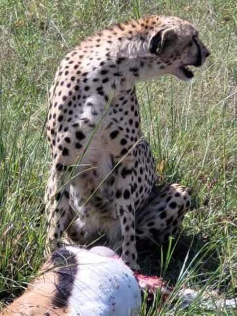 Tsavo East, Tsavo West, Salt Lick and Ngutuni Safari - The Practicalities