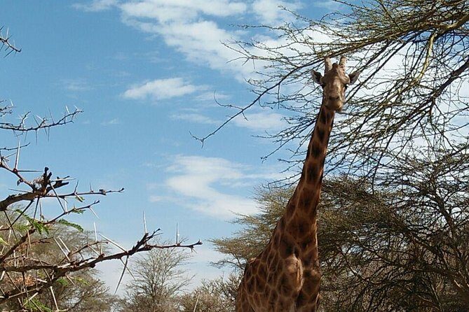 Tsavo East & west, Amboseli 5days from Mombasa - Authentic Encounters and Honest Expectations