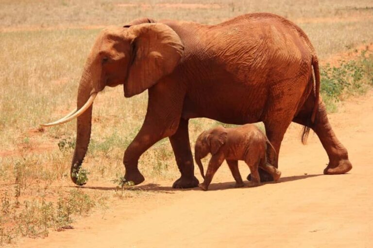 Tsavo Express 3 Days/ 2 Nights ( Comfort) - What’s Included & What’s Not