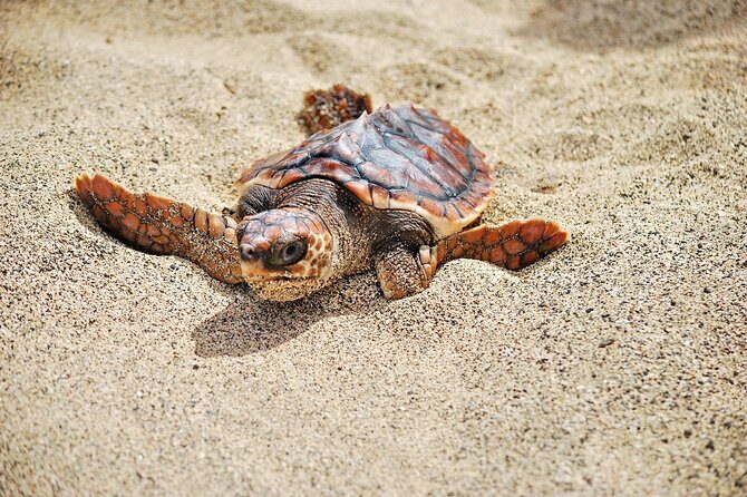 Turtle Experience in Boa Vista Island - Who Should Join This Tour?