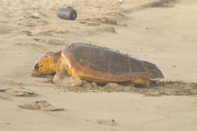 Turtle Experience in Sal island - Who Would Enjoy This Tour?