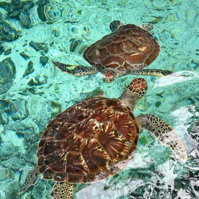 TURTLE INTERACTION EXPERIENCE & SACRED SWIM AT SALAAM CAVE - What to Expect on the Tour