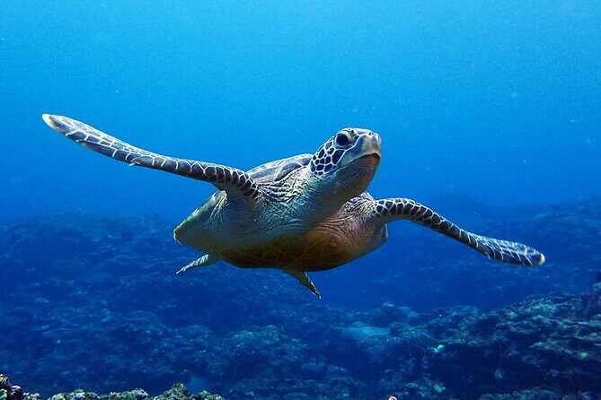 Turtle Snorkeling in Ishigaki - Fluent English! Small Group! - Who Should Consider This Tour?